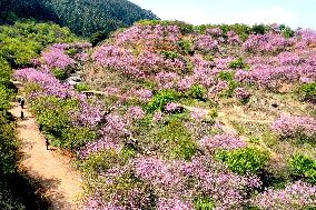 Tourists Visit Cherry Blossoms in Full Bloom in Fuzhou