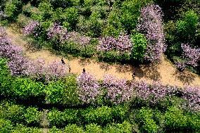 Tourists Visit Cherry Blossoms in Full Bloom in Fuzhou