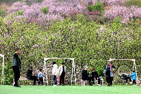 Tourists Visit Cherry Blossoms in Full Bloom in Fuzhou