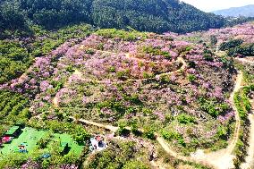 Tourists Visit Cherry Blossoms in Full Bloom in Fuzhou