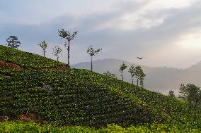 Tea Estates In Sri Lanka