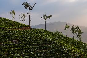 Tea Estates In Sri Lanka