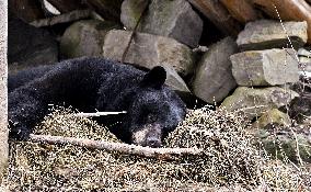 Black Bear Genie Comes Out Of Hibernation - Montreal