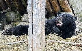 Black Bear Genie Comes Out Of Hibernation - Montreal