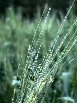 Wheat Dew Drop