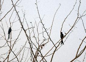 India Wildlife Bird