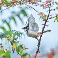 Red-whiskered Bulbul