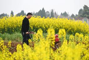 Spring Ploughing in Neijiang