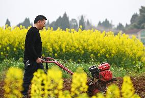 Spring Ploughing in Neijiang