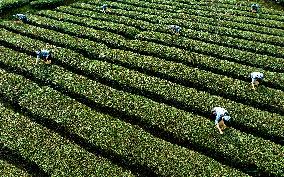 Tea Plantation Base in Yichang