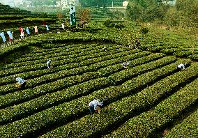 Tea Plantation Base in Yichang