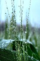 Wheat Dew Drop