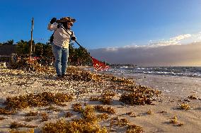 Playa Del Carmen Facing Sargassum Seaweed Invasion - Mexico