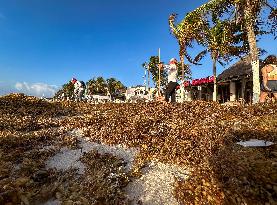 Playa Del Carmen Facing Sargassum Seaweed Invasion - Mexico