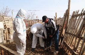 Epidemic Prevention Workers Vaccinate  Sheep in Aksu