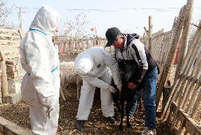 Epidemic Prevention Workers Vaccinate  Sheep in Aksu