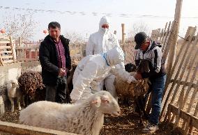 Epidemic Prevention Workers Vaccinate  Sheep in Aksu