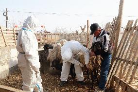 Epidemic Prevention Workers Vaccinate  Sheep in Aksu