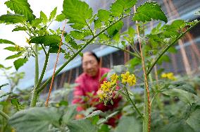 Chinese Agriculture