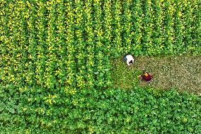 Spring Plowing Production in Chongqing