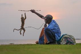 Snake Charmer Handles A Toque Macaque