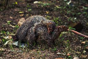 Animal India - Indian Grey Mongoose Mating Pair