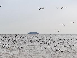 Migratory Birds at Coast Wetland in Lianyungang