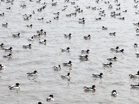 Migratory Birds at Coast Wetland in Lianyungang