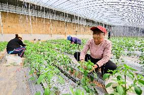 Smart Agricultural in Qingzhou