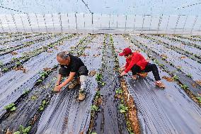 Smart Agricultural in Qingzhou