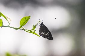 Animal India - Common Crow Butterfly -  Euploea Core