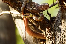 Common Wolf Snake Hanging From Tree - India