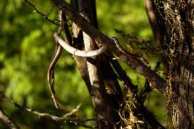 Common Wolf Snake Hanging From Tree - India