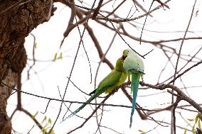 Parrot Couple Perched On Tree Branch - India