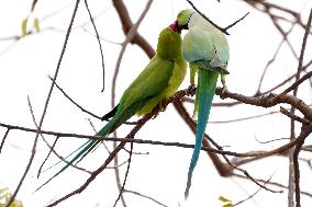 Parrot Couple Perched On Tree Branch - India