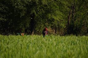 Wheat Field Getting Checked By Farmer - India