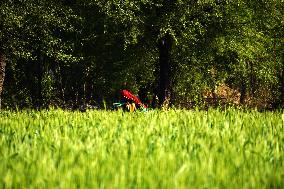 Wheat Field Getting Checked By Farmer - India