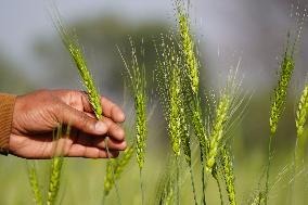 Wheat Field Getting Checked By Farmer - India