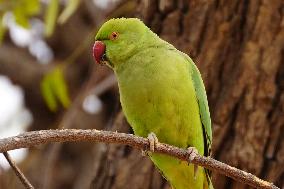 Parrot Hanging From Tree - India