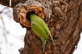 Parrot Hanging From Tree - India