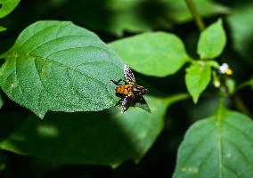 Animal India - Wasp-mimicking Hover Fly (Mesembrius Sp.)