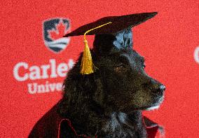 Therapy Dog Murphy Graduates University - Canada