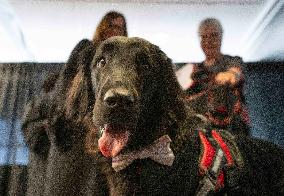 Therapy Dog Murphy Graduates University - Canada