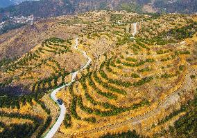 Chinese Torreya Trees Planting Base in Anqing