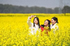 Rapeseed Flowers Tour in Goa'an