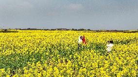 Rapeseed Flowers Tour in Goa'an