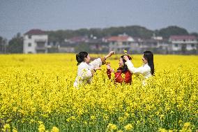 Rapeseed Flowers Tour in Goa'an