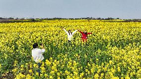 Rapeseed Flowers Tour in Goa'an