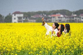 Rapeseed Flowers Tour in Goa'an