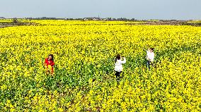 Rapeseed Flowers Tour in Goa'an